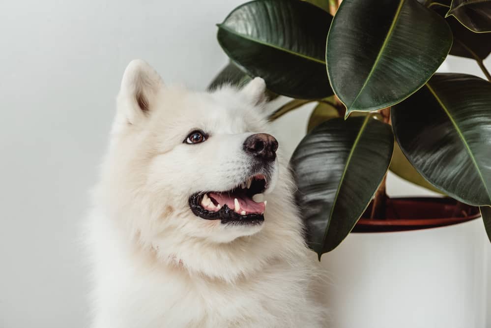 What Houseplants are Toxic for Dogs?