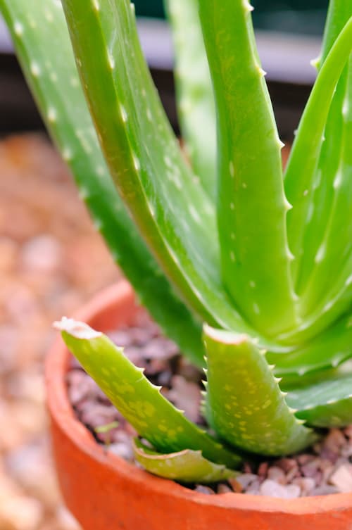 Aloe in pot close up