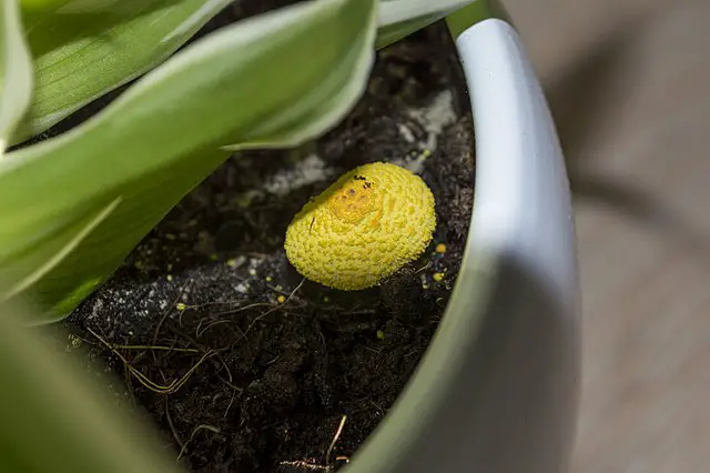 Mushroom growing in houseplant