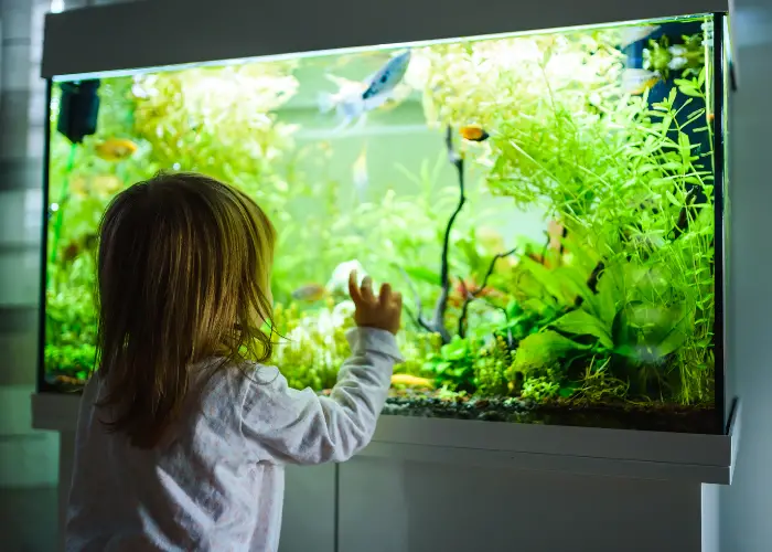 little girl looking in fish tank