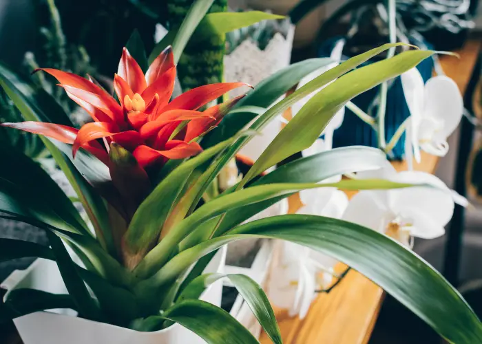 14 Best Flowering Houseplants – Houseplant Heaven